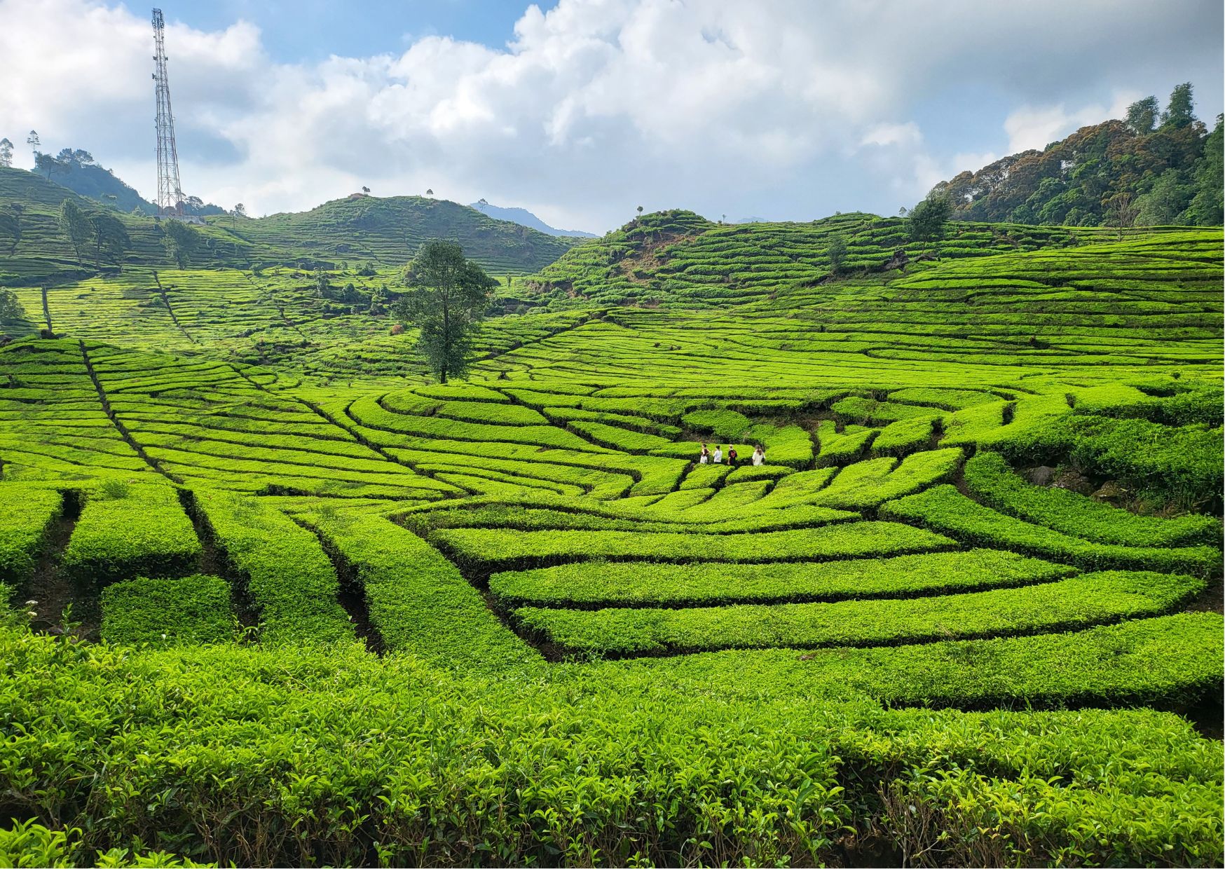 tea plantation bandung